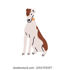 Cute dog sitting. Adorable puppy, canine animal in collar. Doggy, pup of greyhound breed. Spotted bicolor hound, spotty grayhound. Flat vector illustration isolated on white background