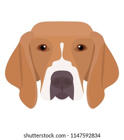 
A cute dog with slanting eyes and down ears, beagle 
