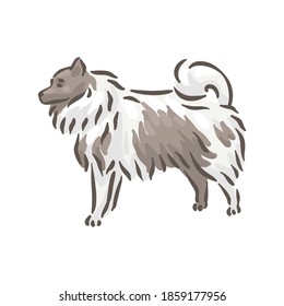 Cute dog Spitze breed pedigree vector illustration 