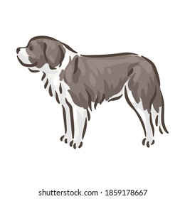 Cute dog St. Bernard breed pedigree vector illustration 