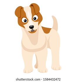 Cute dog stands and looks on a white background.