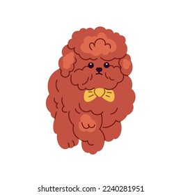 Cute dog of Toy Poodle breed. Little funny doggy walking. Purebred miniature puppy with curly wavy hair. Amusing canine animal in bow-tie. Flat graphic vector illustration isolated on white background