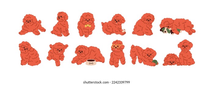 Cute dog of Toy Poodle breed. Happy miniature puppy set. Small mini doggy, fuzzy pup with funny face, muzzle. Little fluffy canine animal. Flat vector illustrations isolated on white background