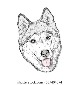 Cute dog in the vector. Husky.