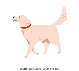 Cute dog walking. Happy canine animal strolling. Doggy of Golden Retriever breed, purebred puppy pet in collar going with tail up. Flat vector illustration isolated on white background