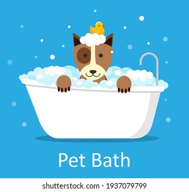 Cute dog wet in bathtub, clean terrier with funny foam soap and rubber duck on head. Pets indoors