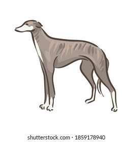 Cute dog Whippet breed pedigree vector illustration 