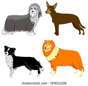 Cute dogs breeds set (collie, border collie, bearded collie, sheltie)