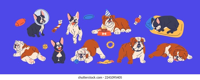 Perros de raza torera inglesa y francesa. Divertidos perritos puros. Cachorros adorables, crías divertidas con golosinas, comida, juguetes, cama de mascotas. Animales caninos. Isolación de ilustraciones vectoriales planas