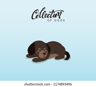 Cute dogs labrador and retriever. Flat animal cartoon character.