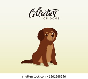 Cute dogs labrador and retriever. Flat animal cartoon character.