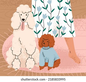 Cute dogs of Poodle breed sitting on floor near owners legs. Adorable curly big and little doggies at home. Purebred canine animals, royal and tiny toy puppy indoors. Flat vector illustration