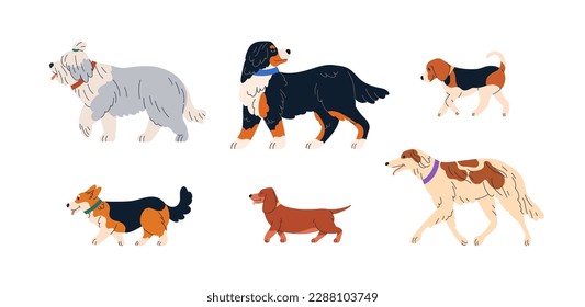 Cute dogs walking. Canine animals breeds profiles set. Purebred doggies of Bobtail, Sennenhund, Beagle, Corgi, Dachshund and Borzoi pedigree. Flat vector illustrations isolated on white background