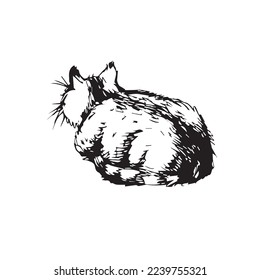 cute domestic cat hand drawn sketch lies back view