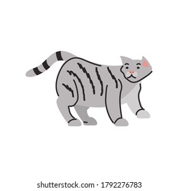 cute domestic cat on white background vector illustration design