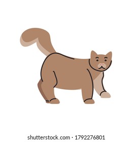 cute domestic cat on white background vector illustration design