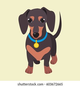 Cute domestic dog dachshund breed on the white background. Vector illustration