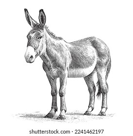 Cute donkey sketch hand drawn engraving style Vector illustration