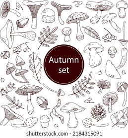 Cute doodle autumn set with acorns, pine cone, rowan berries
and autumn leaves, forest mushrooms, such as cep, russula,
orange-cap boletus, сhanterelle and milkmushroom etc.
