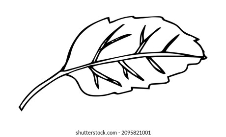 Cute doodle autumn vector linden leaf isolated on white on white background. Hand drawn vector illustration for coloring page and art books for adults and kids. Single tree leaf simple element.