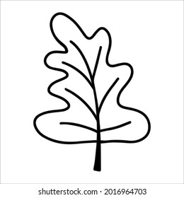 Cute doodle autumn vector oak leaf isolated on white on white background. Hand drawn vector illustration for coloring page and art books for adults and kids.