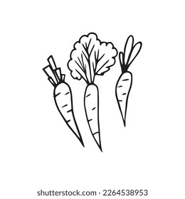 Cute doodle carrots. Hand drawn vector illustration for ad, posters, menu, cookbook, recipes illustrations, design and coloring pages