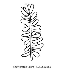 Cute doodle Succulent flower isolated on white background.  Cartoon plant icon. Bush isolated. 