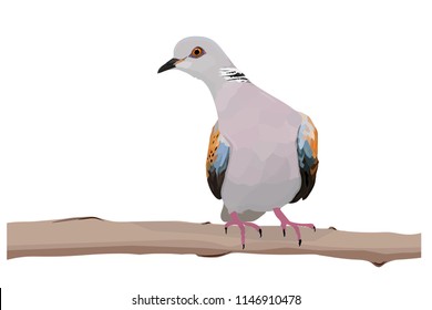 Cute dove. European Turtle Dove. Vector image. White background.