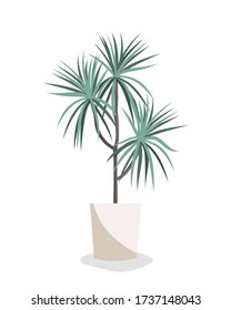 Cute dracaena vector flat illustration. Home plant in pot isolated on white. Interior design element.