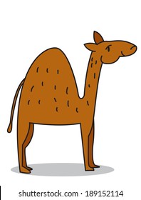 Cute dromedary