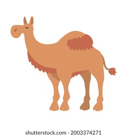 Cute Dromedary African Animal, Camel Herbivore Jungle Animal Cartoon Vector Illustration