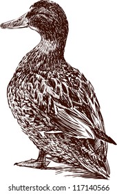 cute duck