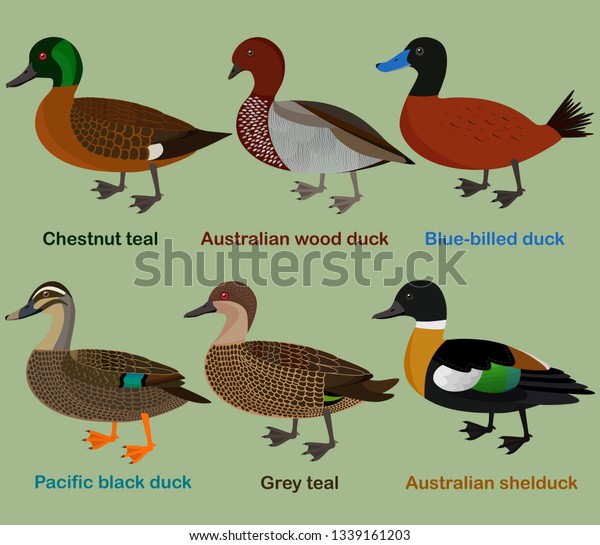Cute duck aquatic bird\
vector illustration set, Chestnut teal, wood duck, blue-billed\
duck, Pacific black duck, Grey teal, shelduck, Colorful cartoon\
collection\
