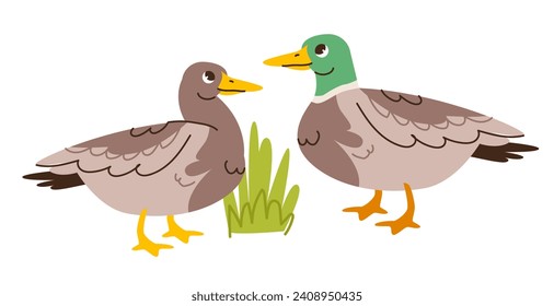 Cute duck and drake isolated on white background. Kids vector illustration of farm poultry