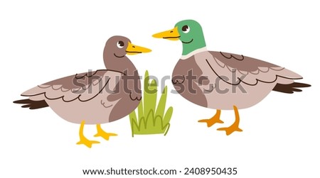 Cute duck and drake isolated on white background. Kids vector illustration of farm poultry