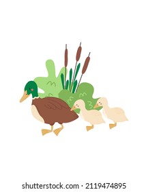 Cute duck and ducklings in trendy flat style. Vector illustration isolated on white background. Cartoon kids scene poster. 
