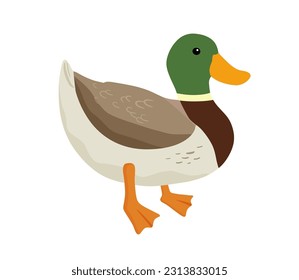 Pato lindo con la cabeza verde de pie. Ilustración vectorial aislada en fondo blanco. Animales de granja