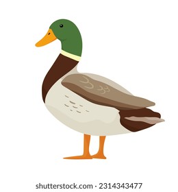 Pato lindo con la cabeza verde de pie. Ilustración vectorial aislada en fondo blanco. Animales de granja