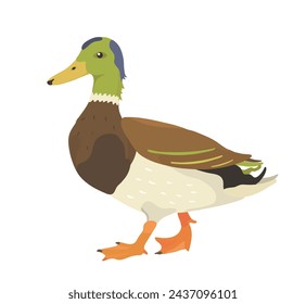Cute Duck illustration. Cartoon vector farm birds.