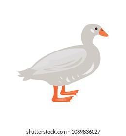 Cute duck on white background. Vector illustration.