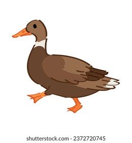 Cute duck on white background