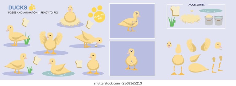 Cute Duckling character rig ready for animation vector collection, multiple poses. Duck swimming, sitting, standing, walking. 