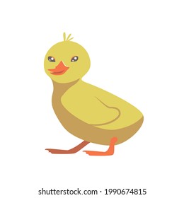 Cute duckling isolated on white transparent background. Vector flat design children's illustration. Side view. Farm domestic animal drawing. Side view