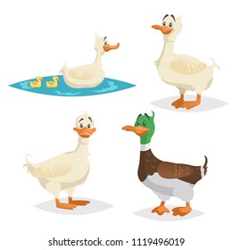 Cute ducks set. Standing, swimming different poses farm and wild birds collection. Adult ducks female and male. Ducklings swim with mum. Cartoon flat design vector illustrations.