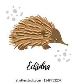 Cute echidna character with lettering isolated on white background. Vector illustration of australian animal, wild life and fauna.
