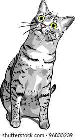 A cute Egyptian Mau cat sitting, tilts her head curiously