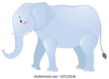 Cute elephant on white background illustration