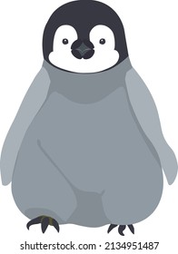 A Cute Emperor Penguin Baby Standing Facing The Front.