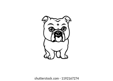 Cute English Bulldog