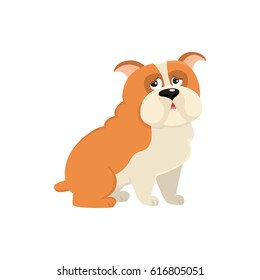 Cute English bulldog dog character, cartoon vector illustration isolated on white background. Funny sitting English bulldog dog character, colorful cartoon illustration